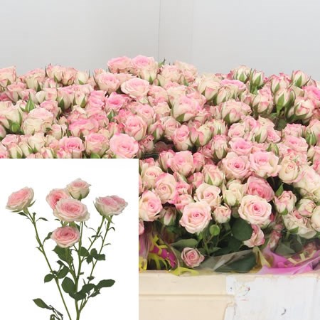 Rose Spray Creamy Twister