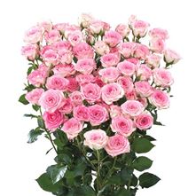 Rose Spray Creamy Twister