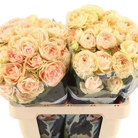 Rose Spray Darlene