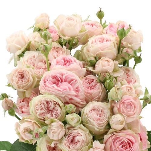 Rose Spray Dilola