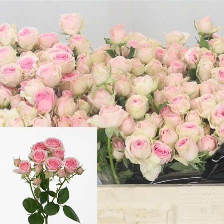 Rose Spray Dinara