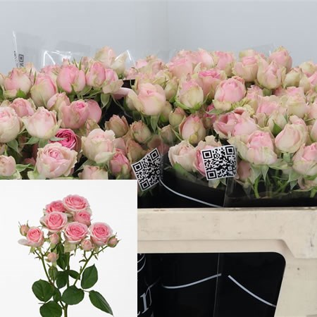 Rose Spray Dinara