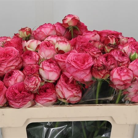 Rose Spray Dutch Magic