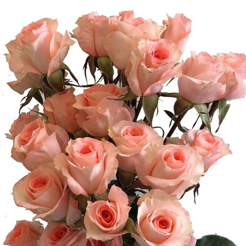 rose rose✨ Rose Spray Snowflake 60cm | Wholesale Dutch Flowers