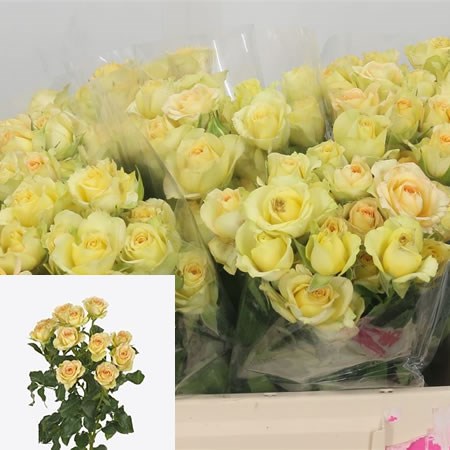Rose Spray Estevana