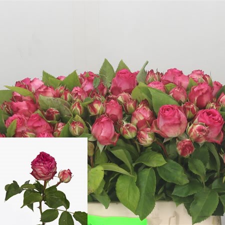 Rose Spray Eternity Freelander