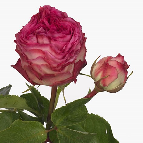 Rose Spray Eternity Freelander