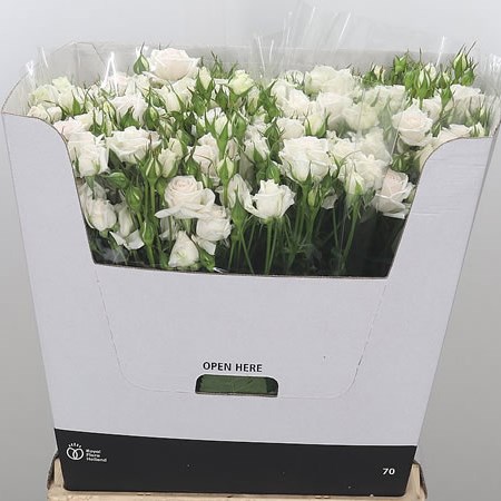 Rose Spray Exclusive Sensation