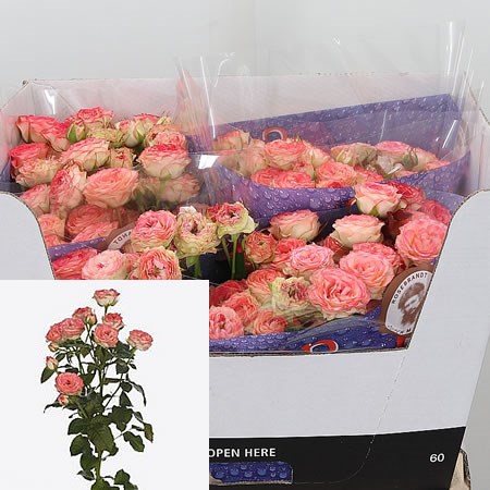 Rose Spray Eye Appeal