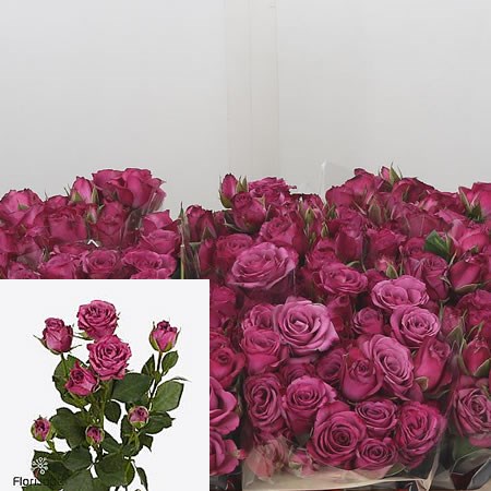 Rose Spray Fiction