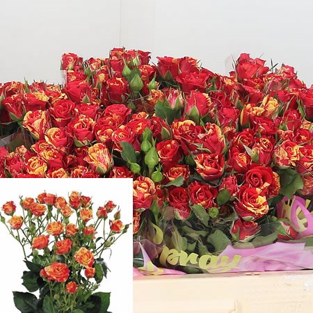 Rose Spray Fire Flash