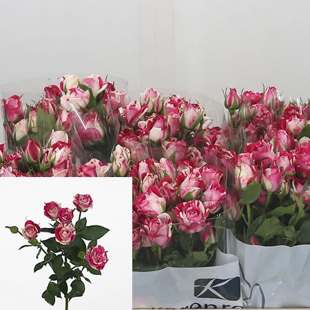 Rose Spray Flash Dance