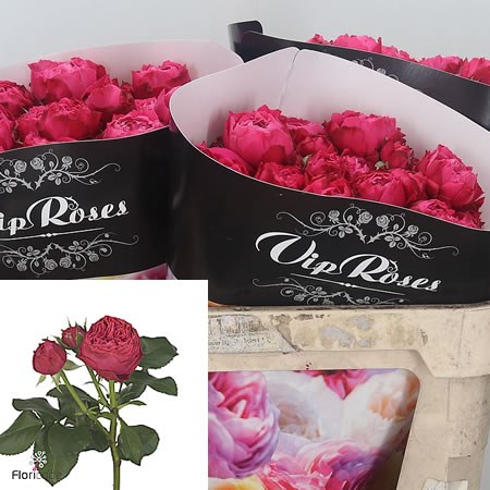 ワンピなど最旬ア！ Frozen Spray Rose Summerhouse Flowers Dutch Wholesale | 60cm バーベキュー・調理用品