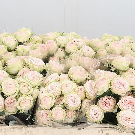 Rose Spray Galina