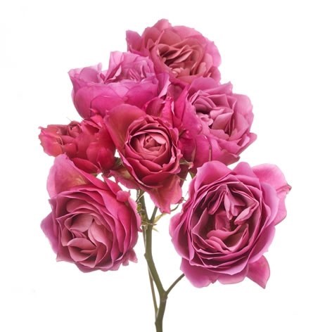 Rose Spray Garden Wabara AOI