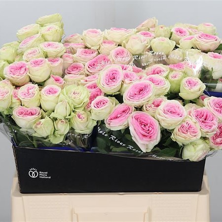 Rose Spray Gelato