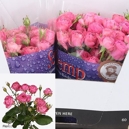 Rose Spray Giselle