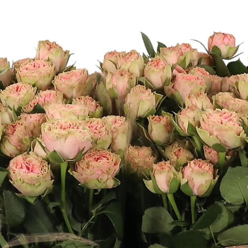 Rose Spray Grace Rosever