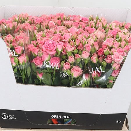 Rose Spray Gracia