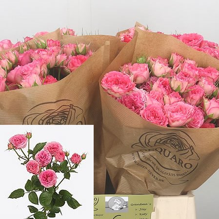 Rose Spray Grandmas Garden Amy 40cm | Wholesale Dutch