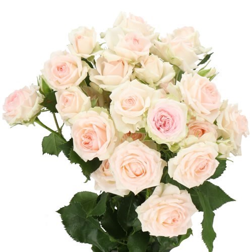 Rose Spray Happy Wedding