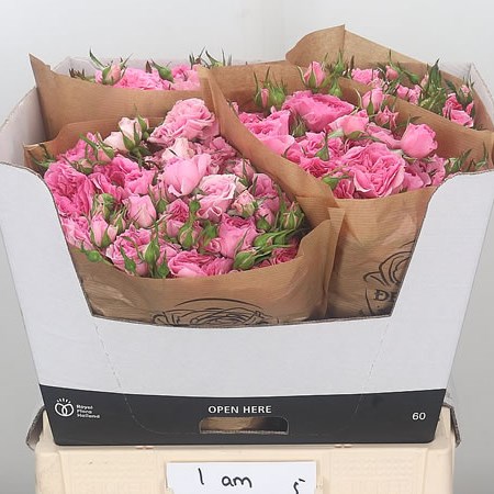 Rose Spray I Am Grateful