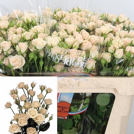Rose Spray Jana
