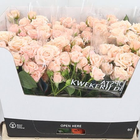 Rose Spray Jana