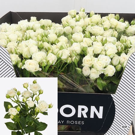 Rose Spray Josephine 60cm | Wholesale Dutch Flowers