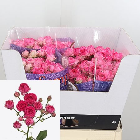Rose Spray Kate-Lynn Cherry