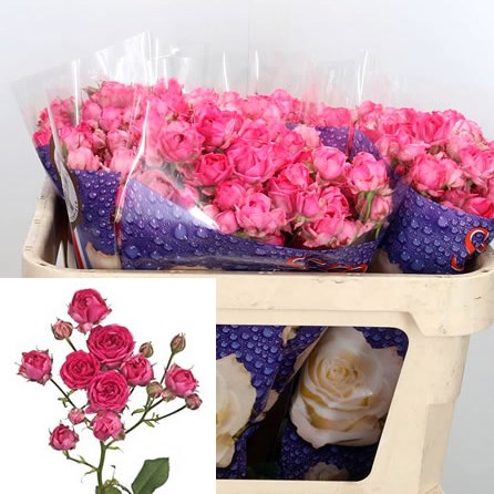 Rose Spray Kate-Lynn Cherry