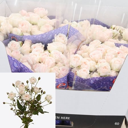 Rose Spray Kate-lynn Crystal 