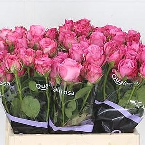 Rose Spray Lady Bombastic
