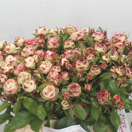 Rose Spray Latin Pompon