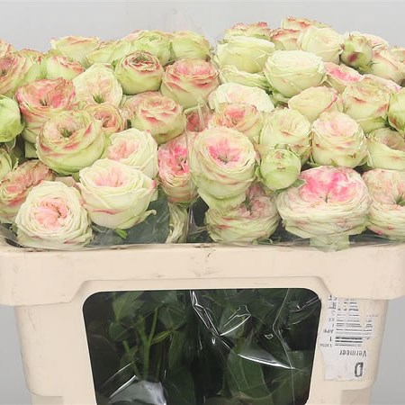 Rose Spray Latin Pompon