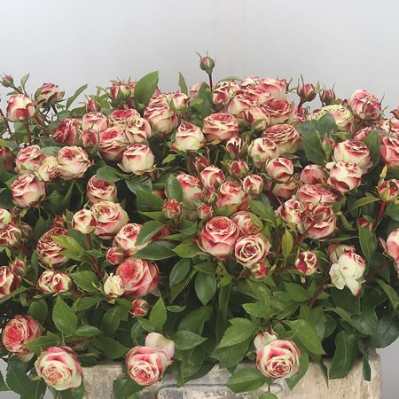 Rose Spray Latin Pompon
