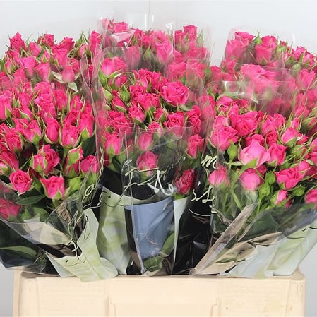 Rose Spray Lianne