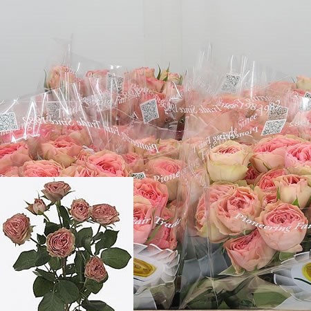 Rose Spray Love Me Two Times