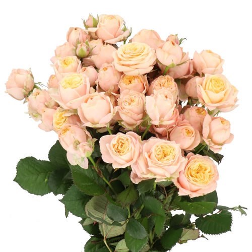 Rose Spray Lovely Yo-Yo
