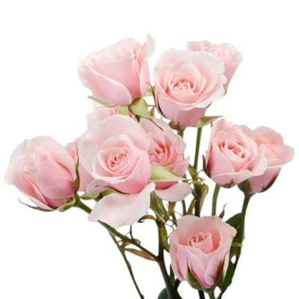 Rose Spray Majolica Pink (Colombian)