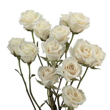 Rose Spray Majolica White (Colombian)
