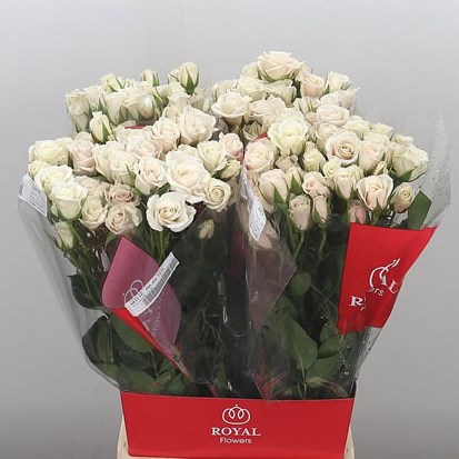 Rose Spray Majolika White (Ecuador)