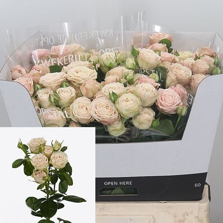Rose Spray Malaya