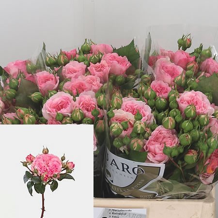 Rose Spray Mariatheresa