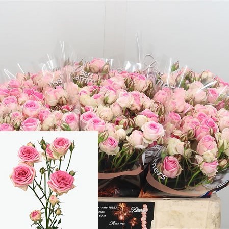 Rose Spray Mimi Eden