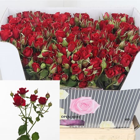 Rose Spray Mirabel