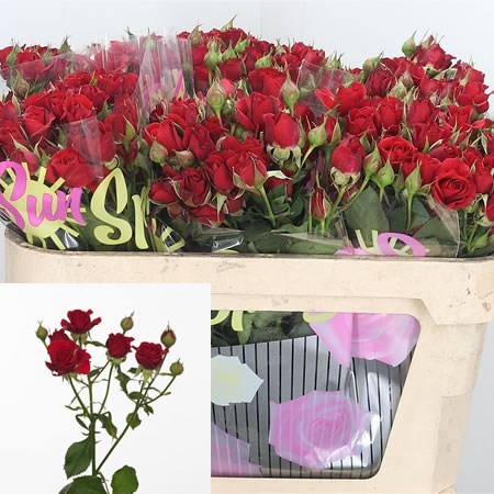 Rose Spray Mirabel