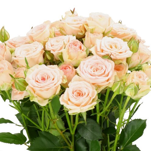 Rose Spray Morning Star