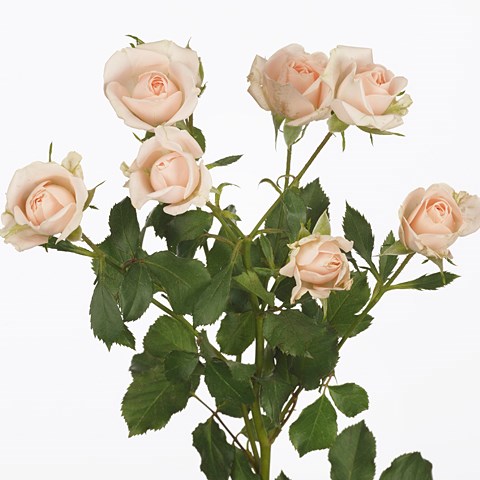 Rose Spray My Beauty
