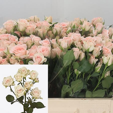 Rose Spray Nikita 50cm | Wholesale Dutch Flowers & Florist Supplies UK